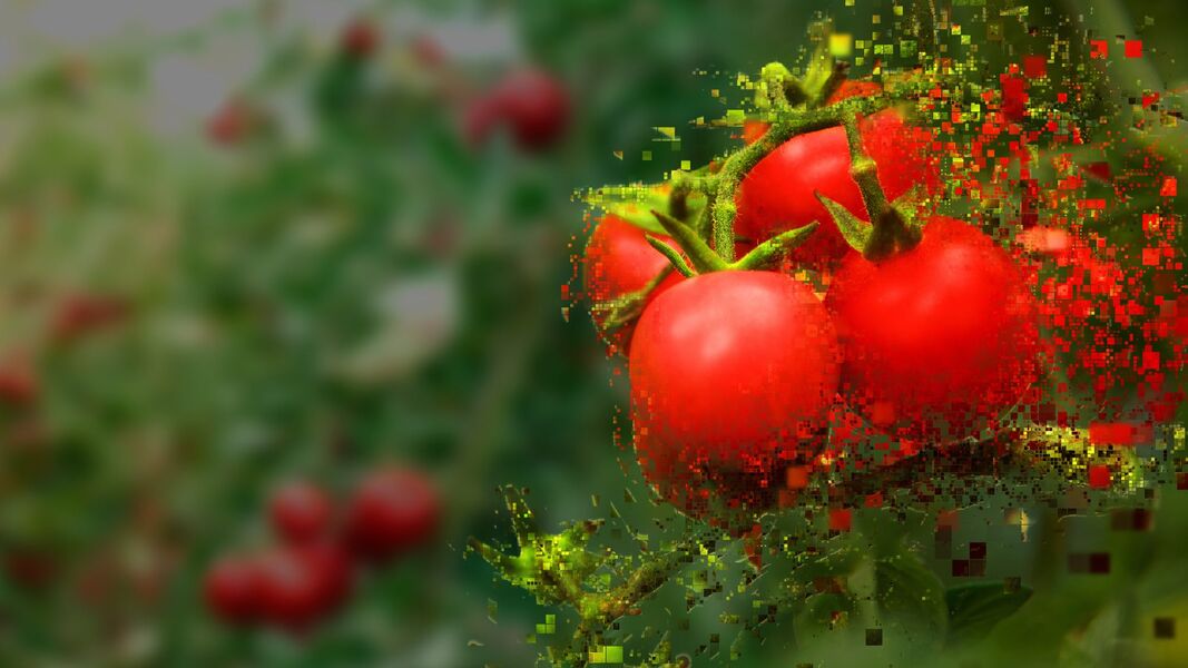 pixelated tomato